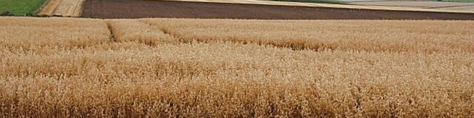 Upper Darley Looking west from the road near Upper Darley. The foreground crop is oats, which seem to be less common than they used to be. The hill on the left is the Hill of Tillymorgan, and the distant one to the right is probably in Clashindarroch Forest. This view shows almost all the typical elements of the landscape of rural Aberdeenshire - rolling farmland with a variety of crops, and a backdrop of distant hills.