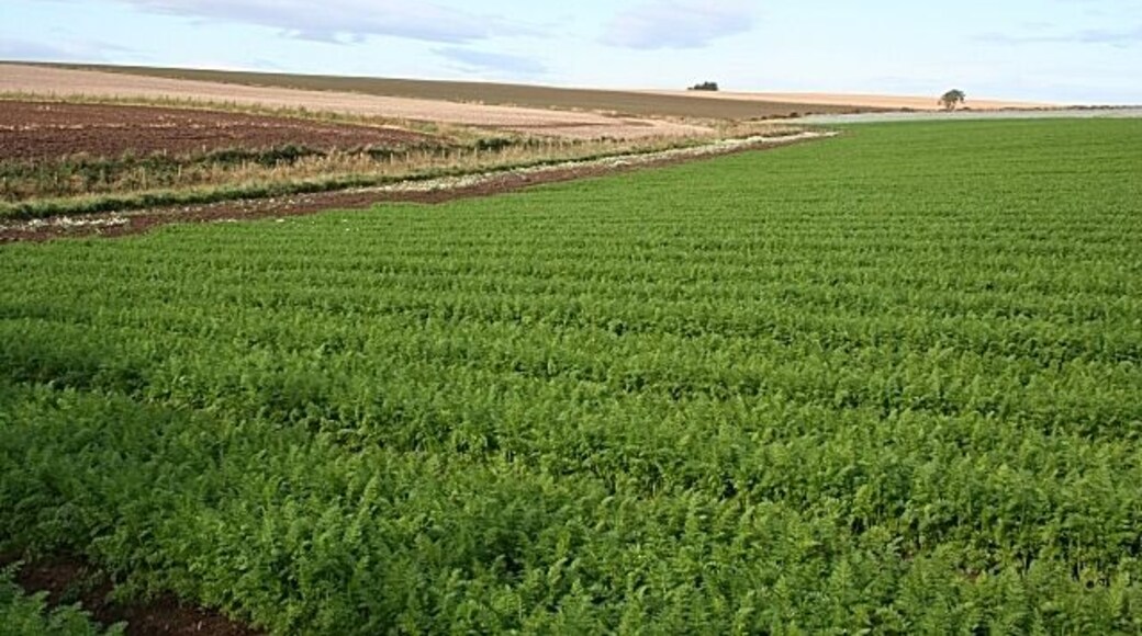 Rappla Burn The crop in this field is carrots. The burn flows down the boundary between this and the next field.