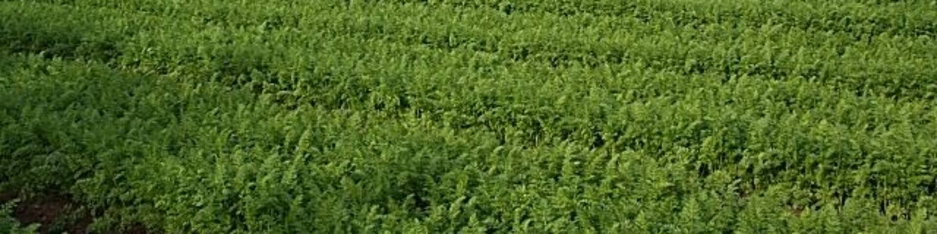 A vast agricultural field with rows of green crops under a clear sky.