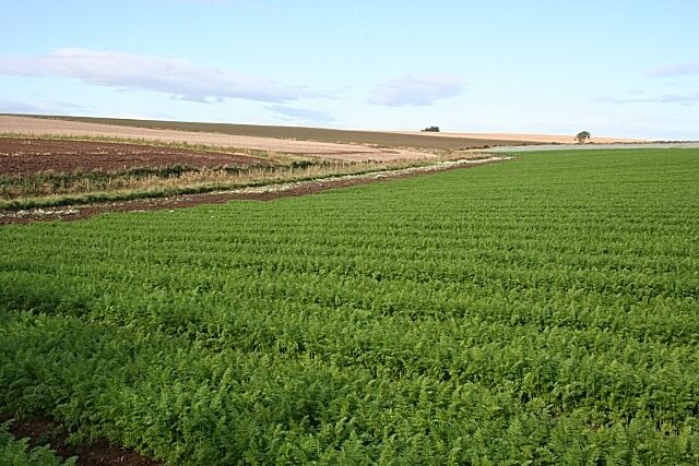 A vast agricultural field with rows of green crops under a clear sky.