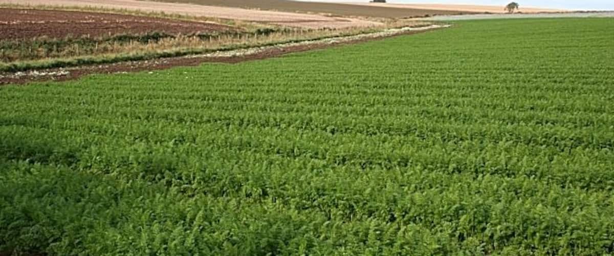 A vast agricultural field with rows of green crops under a clear sky.