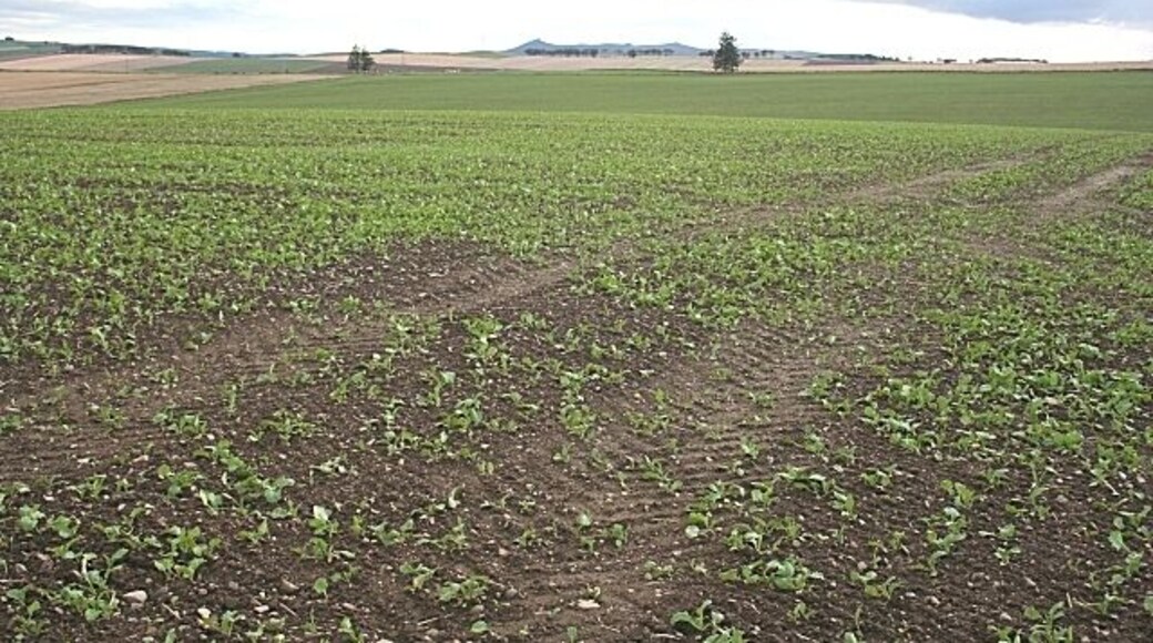Gordonstown Hill Next year's brassica crop has already sprouted. The distinctive skyline of distant Bennachie is on the horizon.