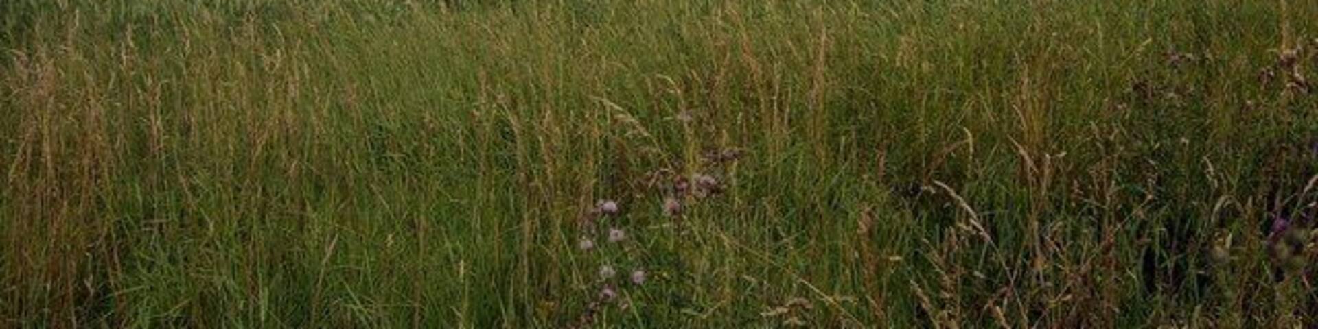 Towards Lotus Looking across the fields towards Lotus Hill.