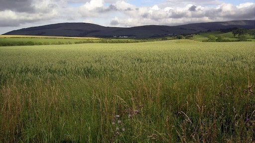 Towards Lotus Looking across the fields towards Lotus Hill.