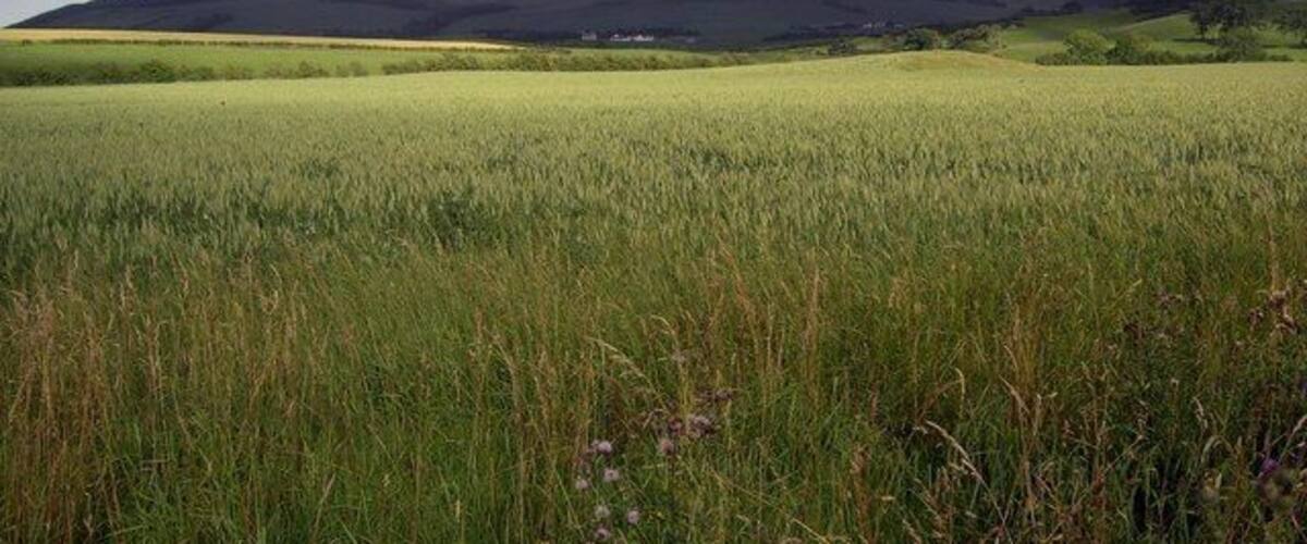 A field with distant hills under a partly cloudy sky.