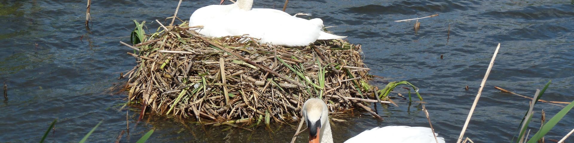 Latin name Cygnus olor Family Swans, ducks and geese (Anatidae) Overview The mute swan is a very large white waterbird. It has a long S-shaped neck, and... Where to see them ... When to see them All year round What they eat Water plants, insects and snails.