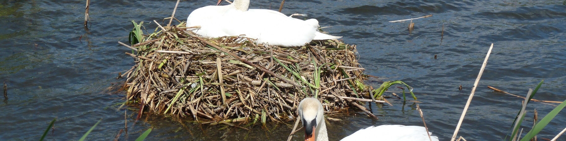 Latin name Cygnus olor Family Swans, ducks and geese (Anatidae) Overview The mute swan is a very large white waterbird. It has a long S-shaped neck, and... Where to see them ... When to see them All year round What they eat Water plants, insects and snails.