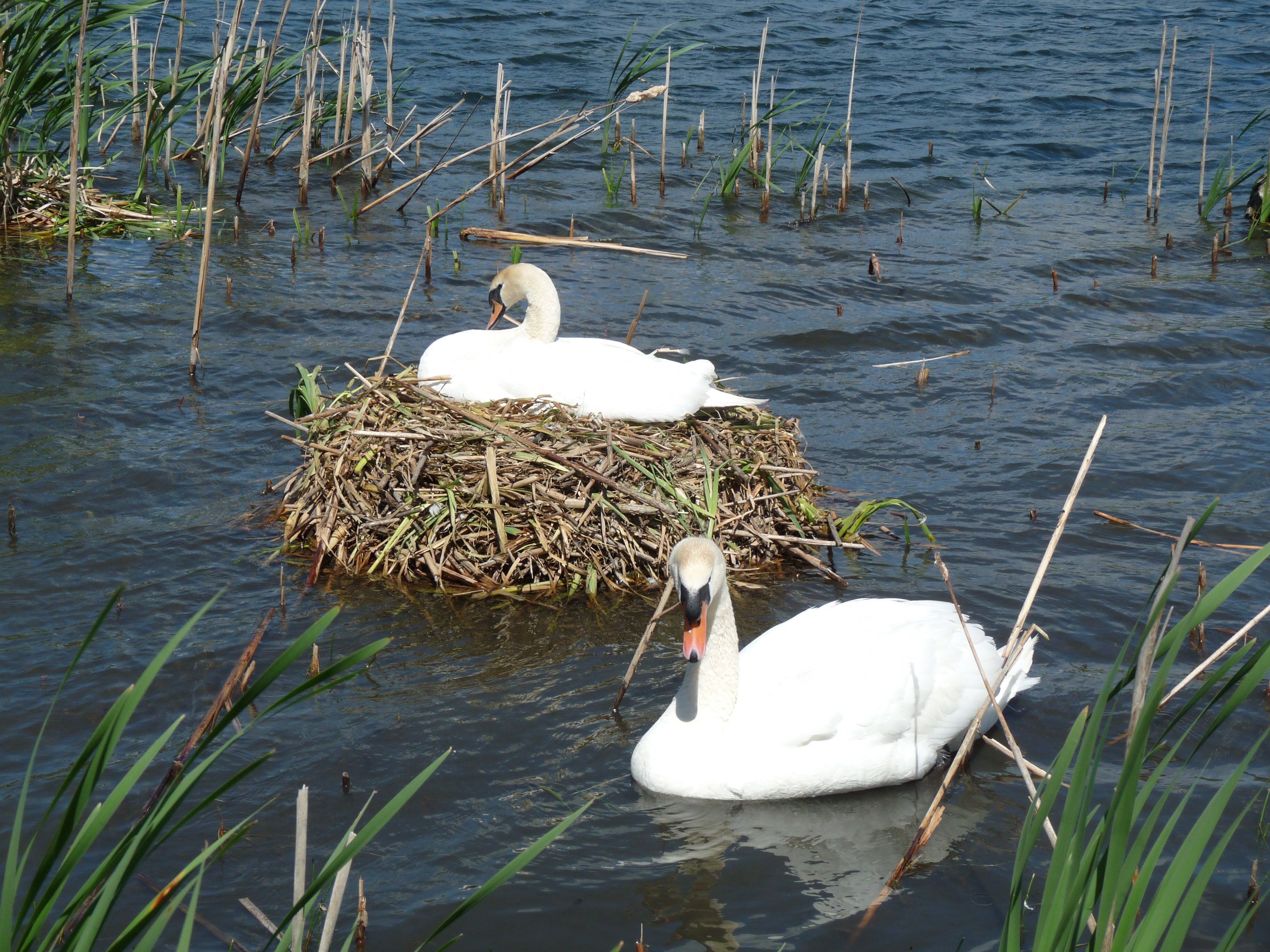 Two swans on a nest in a body of water surrounded by reeds.