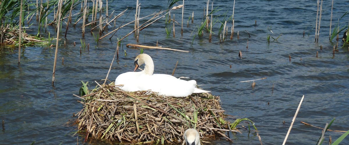 Two swans on a nest in a body of water surrounded by reeds.