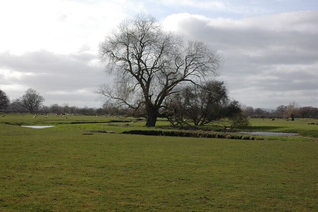 Tree beside the River Arrow, Arrow Green
