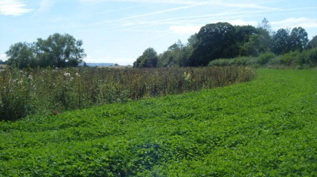 Vapour Trails Over Field Near Kingsdon