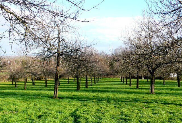 Cider orchard on Burrow Hill This orchard on the slope of the hill above West Moor is part of the Burrow Hill Cider Company whose farm is on the southern edge of the square.