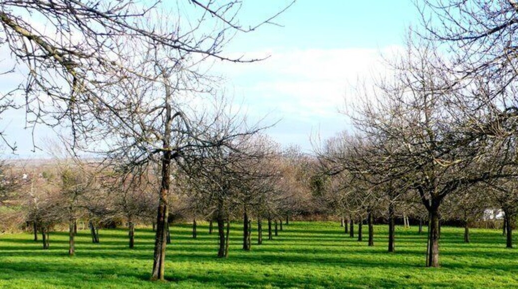 Cider orchard on Burrow Hill This orchard on the slope of the hill above West Moor is part of the Burrow Hill Cider Company whose farm is on the southern edge of the square.