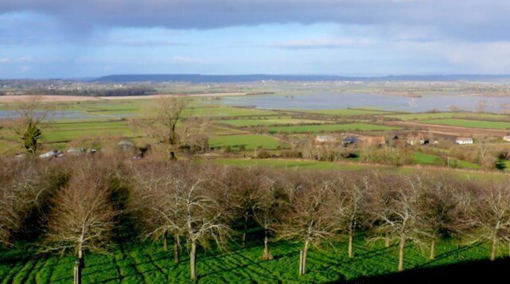Cider Orchards on Burrow Hill View north from the summit of Burrow Hill. The houses on the right are at Lower Burrow and the dark woods in the middle distance on the left are at Middleney, one of the islands on the Somerset levels. The flood waters are on West Moor.