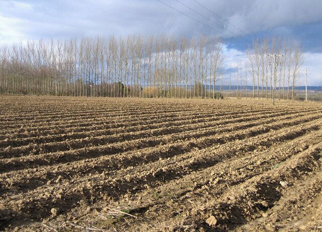 Farmland, New Cross, Somerset.  view N down New Cross Hill.