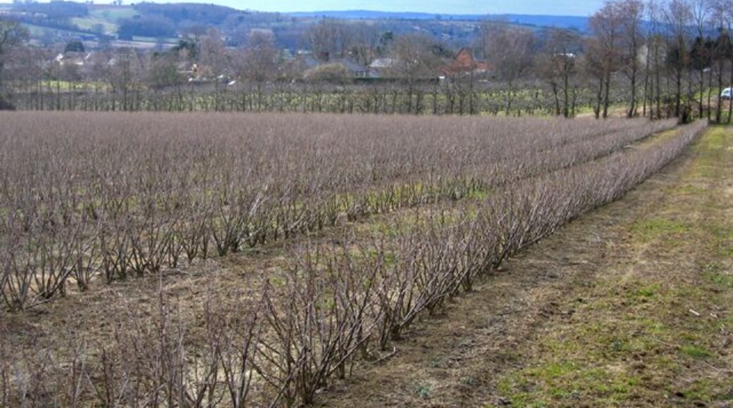 View over West Lambrook, Somerset. looking from the NE with blackcurrant rows in the foreground.