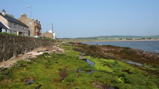Kilchattan, Island of Bute Rocky shore mostly red sandstone which seems to attract the green algae.
