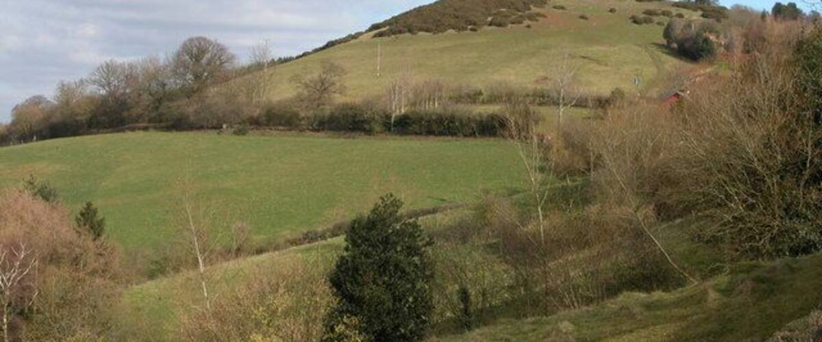 A green field, a hill, and a few trees.