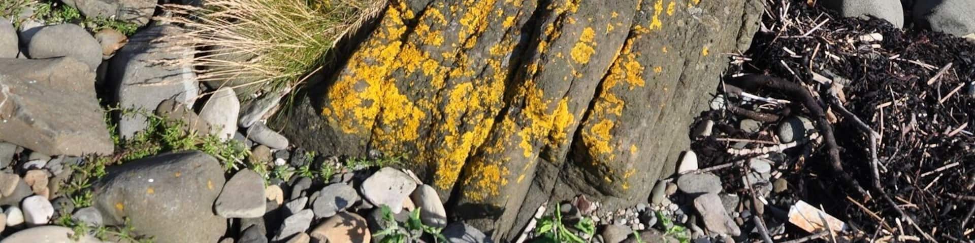 Dykes (vertical intrusions of igneous/magmatic rock, forming parallel rock walls) on the beach of the Isle of Arran, Scotland. In the distance the small island of Pladda, with its lighthouse.