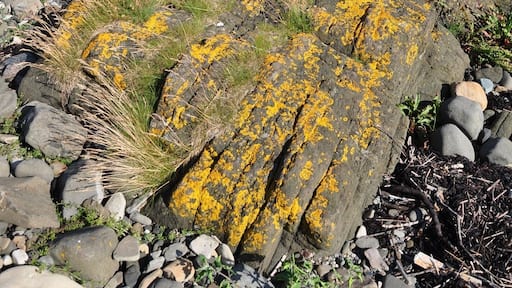 Dykes (vertical intrusions of igneous/magmatic rock, forming parallel rock walls) on the beach of the Isle of Arran, Scotland. In the distance the small island of Pladda, with its lighthouse.
