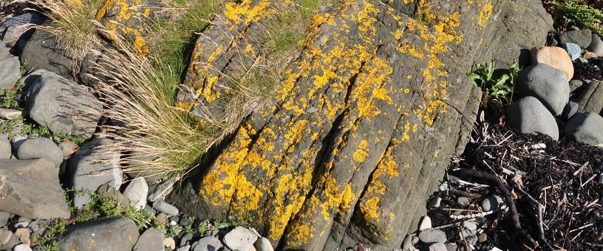 A rocky coastline with yellow lichen on rocks and a lighthouse in the distance.