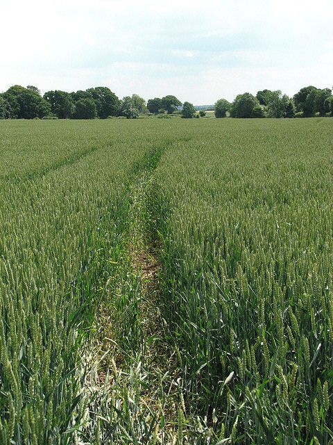 View south across wheatfield. From > 850553.