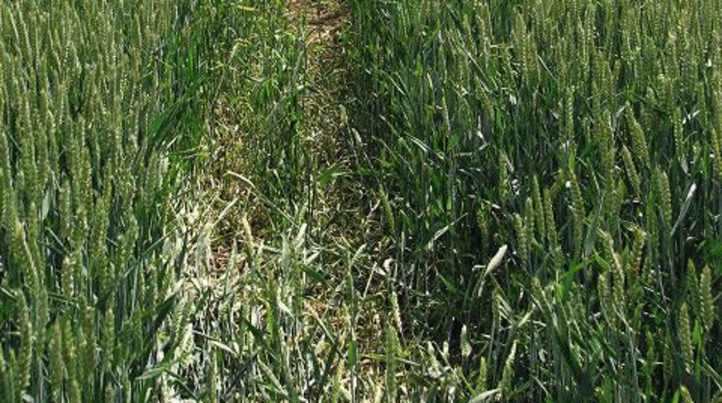View south across wheatfield. From > 850553.