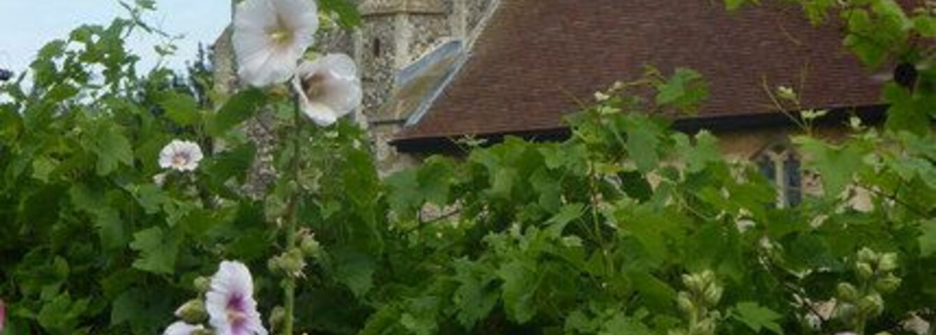 Tower and flowers Just a few of the massed hollyhocks by the cottages on Church Road, with a view of the church tower beyond.