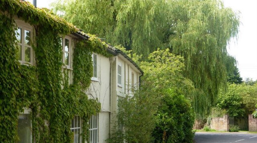 Cottages, The Street, Kettleburgh With the climbing plants and the large willow beyond, green is the dominant colour here in the summer.