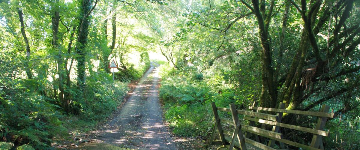 A forested path with a wooden fence on the right.