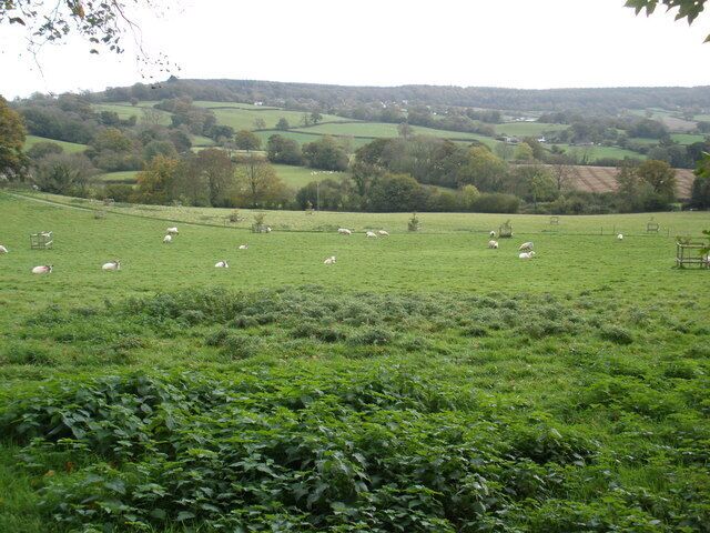 Grazing sheep, on Mortimers Farm