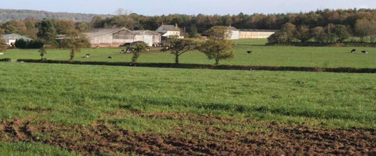 A rural landscape with green fields, a few scattered trees, and a row of buildings in the background.