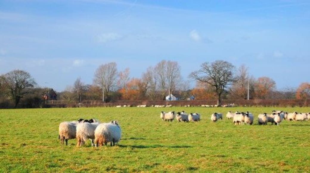 View across field to A54 View looking N across field to A54 from SJ5067