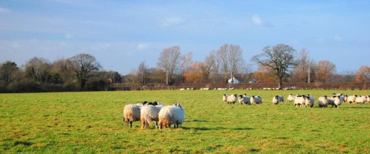 View across field to A54 View looking N across field to A54 from SJ5067