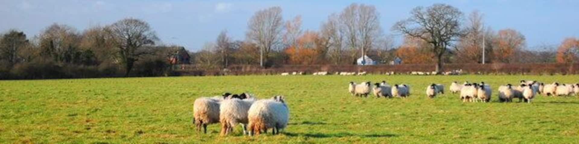 View across field to A54 View looking N across field to A54 from SJ5067