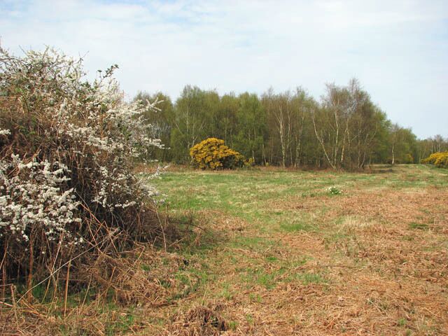 Flowering shrubs. Kelling Heath in mid April. The heath is criss-crossed by a network of paths and bridleways including a nature trail and the North Norfolk Railway's smallest 'station' is located here > 1249651. Salthouse Heath has some of the largest barrow groups in this part of England. In mid-April the gorse is flowering profusely. "When gorse is out of blossom, kissing is out of fashion", according to an old country tradition. Gorse flowers all year round, although most profusely in spring and the flowers have a distinctive and strong coconut scent. Other common names for gorse are furse, whin and furze. The shrub is a member of the pea family (Fabaceae) and native to western Europe and northwest Africa. It is closely related to the brooms, has green stems with small spiny leaves, and grows in sunny sites on dry, sandy soils. Gorse