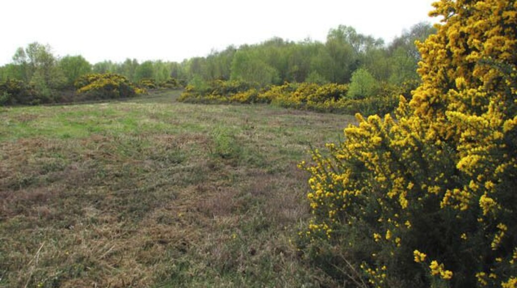 Birches and gorse. Kelling Heath in mid April. The heath is criss-crossed by a network of paths and bridleways including a nature trail and the North Norfolk Railway's smallest 'station' is located here > 1249651. Salthouse Heath has some of the largest barrow groups in this part of England. In mid-April the gorse is flowering profusely. "When gorse is out of blossom, kissing is out of fashion", according to an old country tradition. Gorse flowers all year round, although most profusely in spring and the flowers have a distinctive and strong coconut scent. Other common names for gorse are furse, whin and furze. The shrub is a member of the pea family (Fabaceae) and native to western Europe and northwest Africa. It is closely related to the brooms, has green stems with small spiny leaves, and grows in sunny sites on dry, sandy soils. Gorse