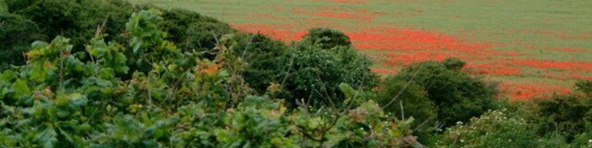 Poppies in fields near Kelling Poppies in fields from Muckleburgh Hill looking towards Salthouse Church