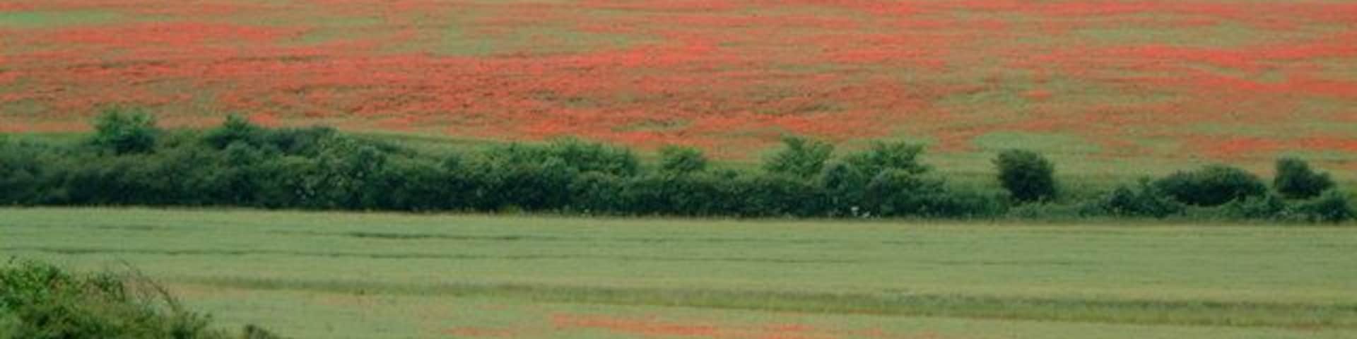 Poppies in fields near Kelling Poppies in fields from Muckleburgh Hill looking towards Salthouse Church