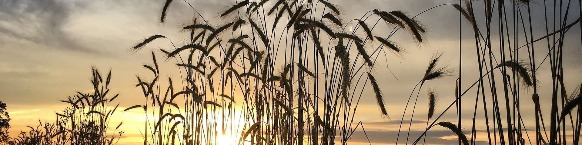 Just south of the beautiful town of Chichester in West Sussex, England. Farmland with great walking paths that often run close to Chichester Harbour; a natural tidal mooring running from the English Channel.