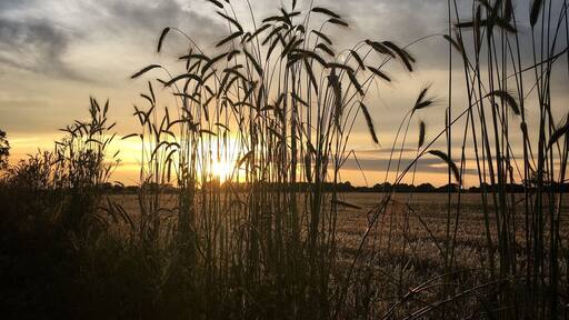 Just south of the beautiful town of Chichester in West Sussex, England. Farmland with great walking paths that often run close to Chichester Harbour; a natural tidal mooring running from the English Channel.