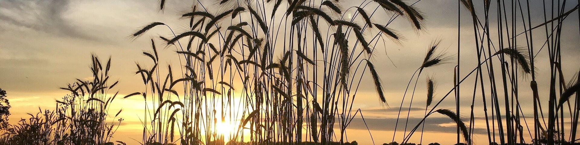 Just south of the beautiful town of Chichester in West Sussex, England. Farmland with great walking paths that often run close to Chichester Harbour; a natural tidal mooring running from the English Channel.