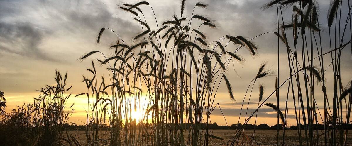 A field of tall grasses with the sun setting in the background.