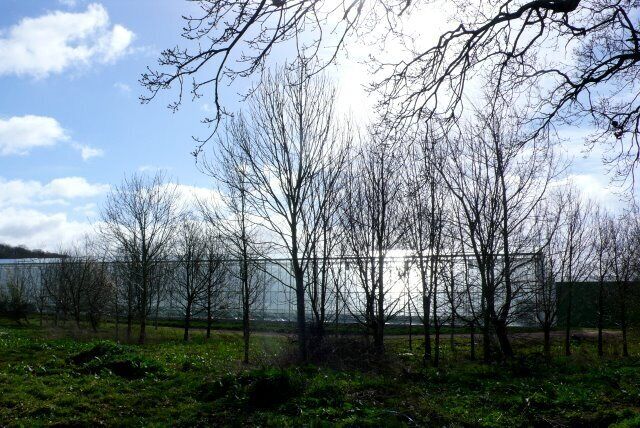 Leafless trees, a grassy field, and a distant building.