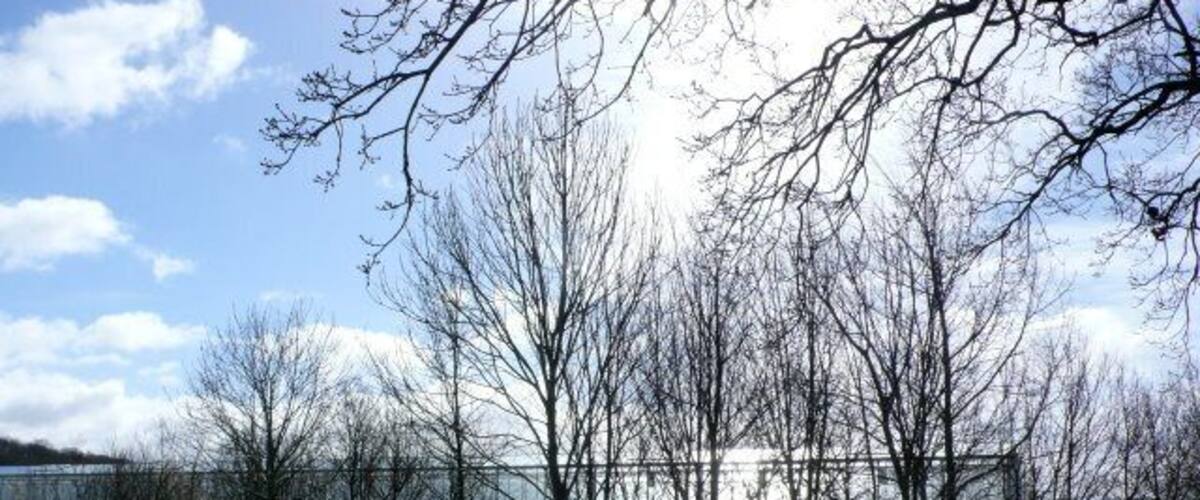 Leafless trees, a grassy field, and a distant building.