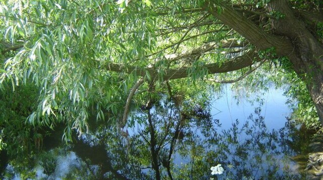 River Isle from bridge, Isle Brewers, looking north