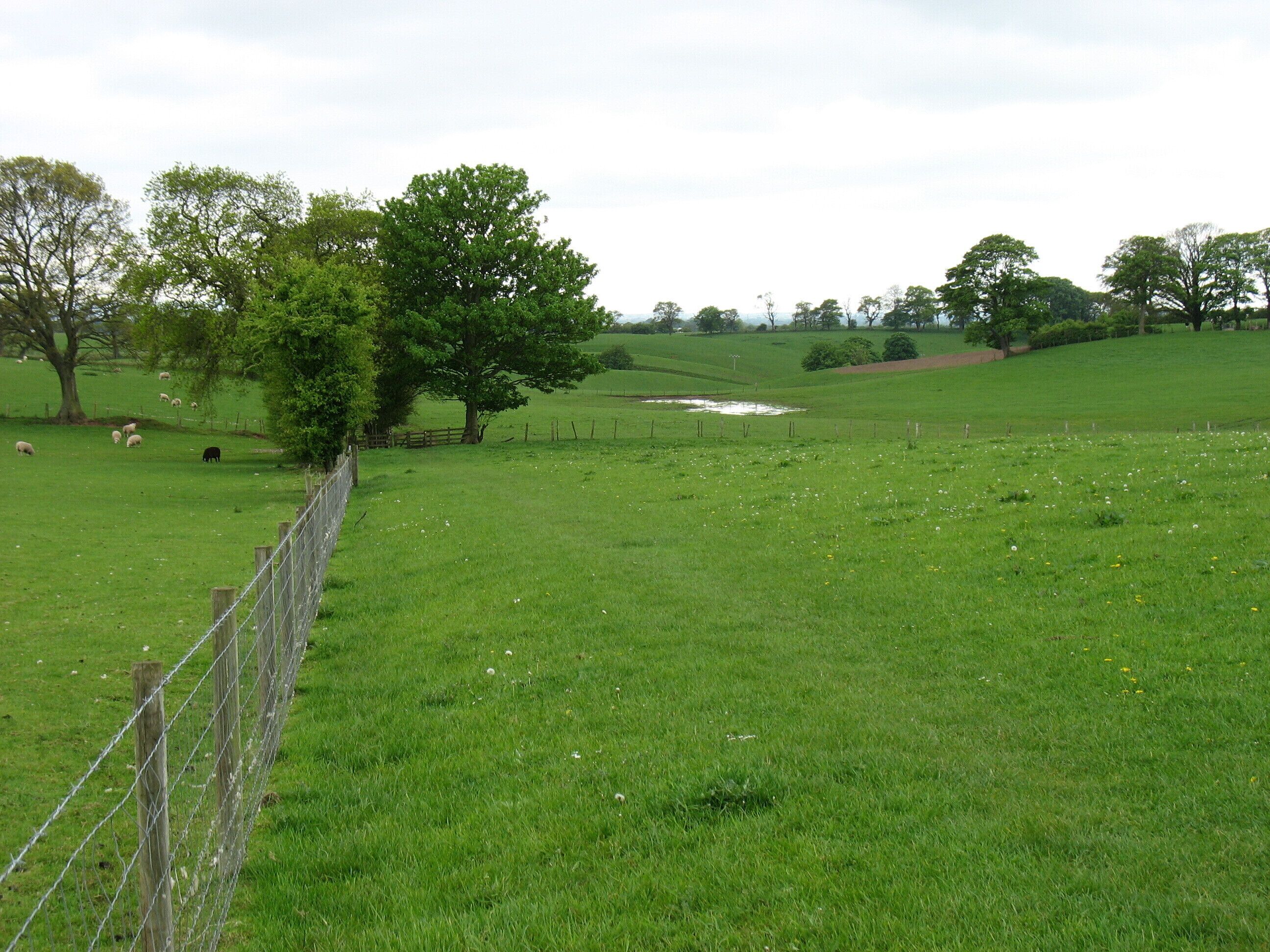 A lush green field with a fence, trees, and a small pond.