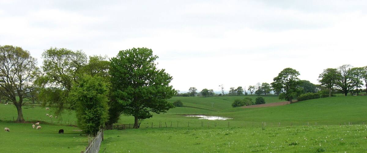 A lush green field with a fence, trees, and a small pond.
