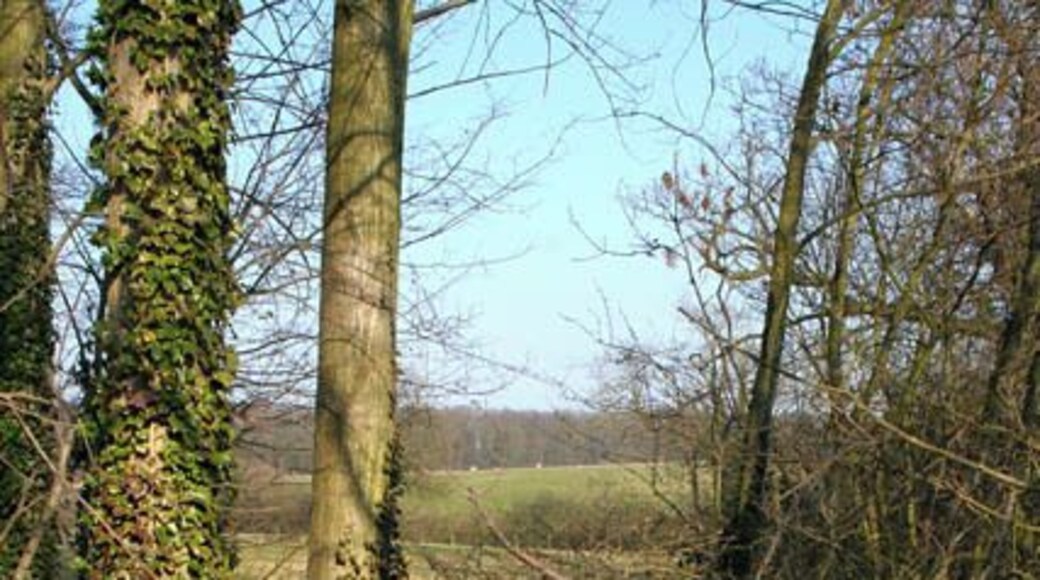 Through the trees Just past the bridge in 384798 there is a narrow strip of woodland either side of the road. Looking east from the bridge through the trees you can see the southern part of Irnham Pasture, a group of fields ranged along the road, and beyond, the rising ground towards Norwood Farm in TF0324. Norwood itself can be seen on the horizon.