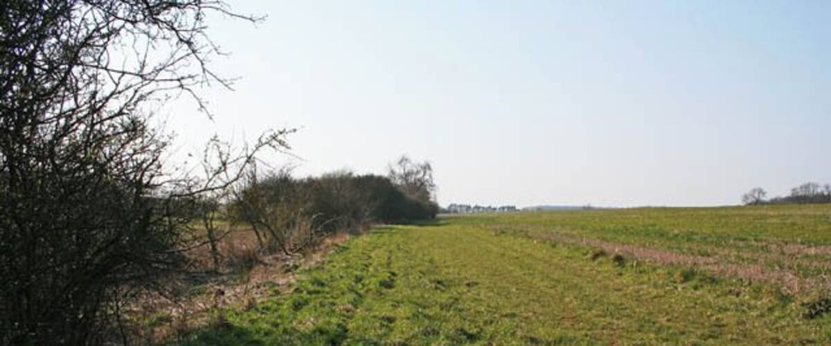 A grassy field with a tree line and distant trees.